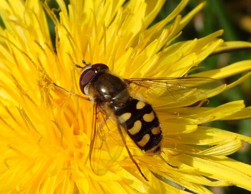 Réf. 227 836 : Eupeodes luniger